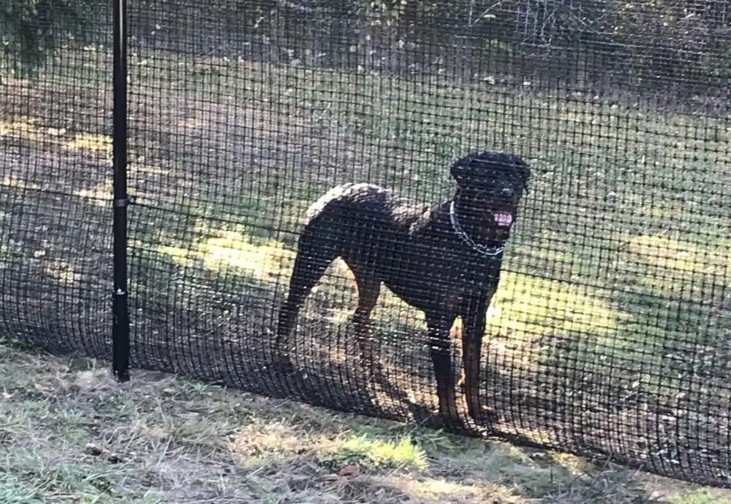 Pet playground Dog Fences