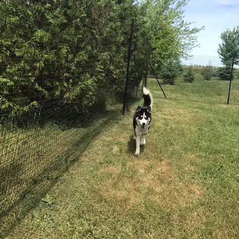 Pet playground Dog Fences