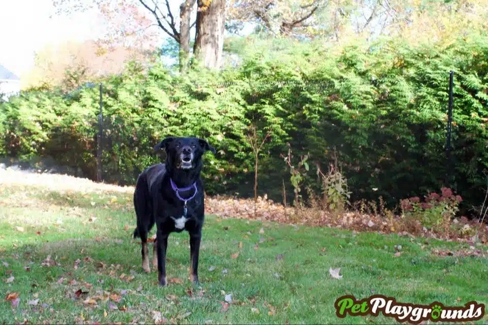 Pet playground Dog Fences