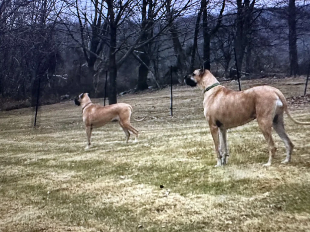Pet playground Dog Fences
