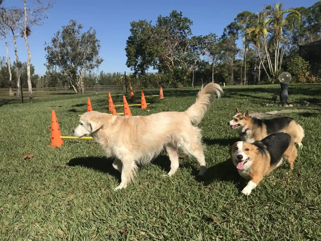 Pet playground Dog Fences