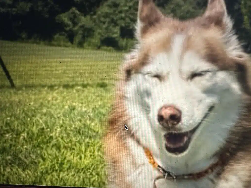 Pet playground Dog Fences