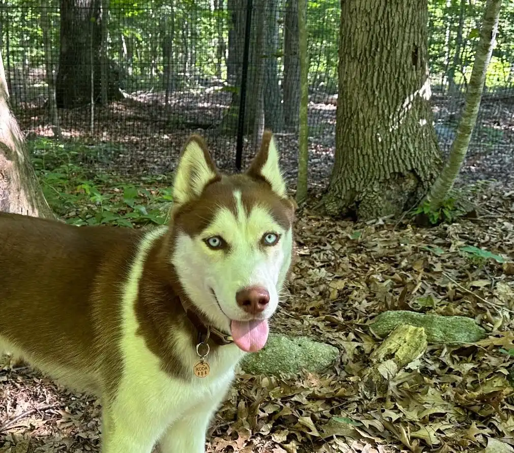 Pet playground Dog Fences