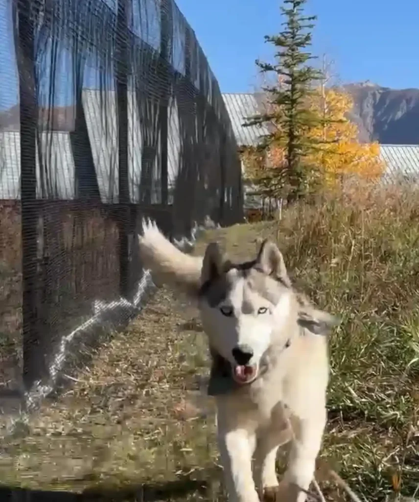 Pet playground Dog Fences
