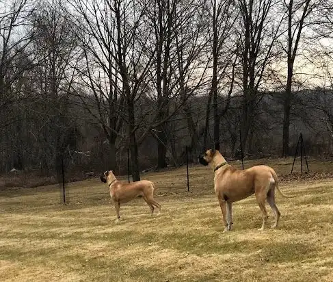 Pet playground Dog Fences