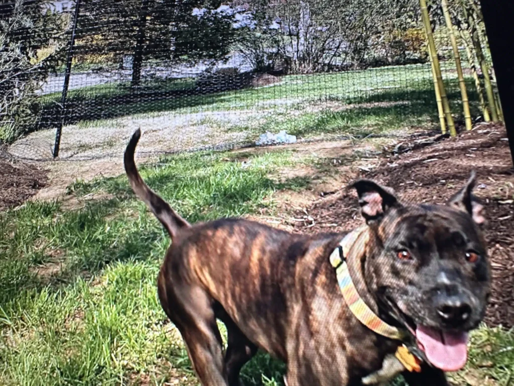 Pet playground Dog Fences