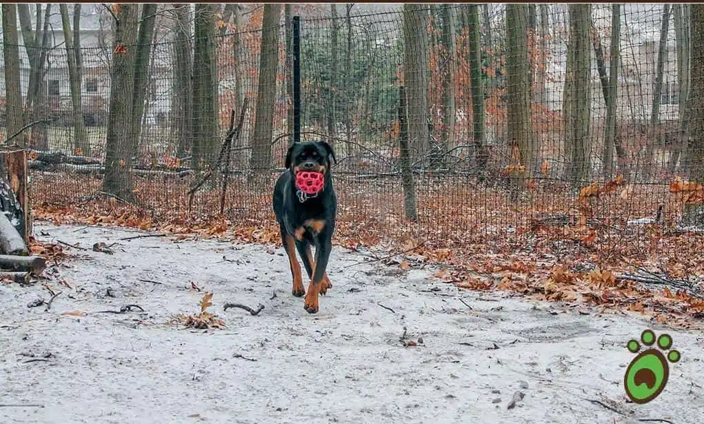 Pet playground Dog Fences