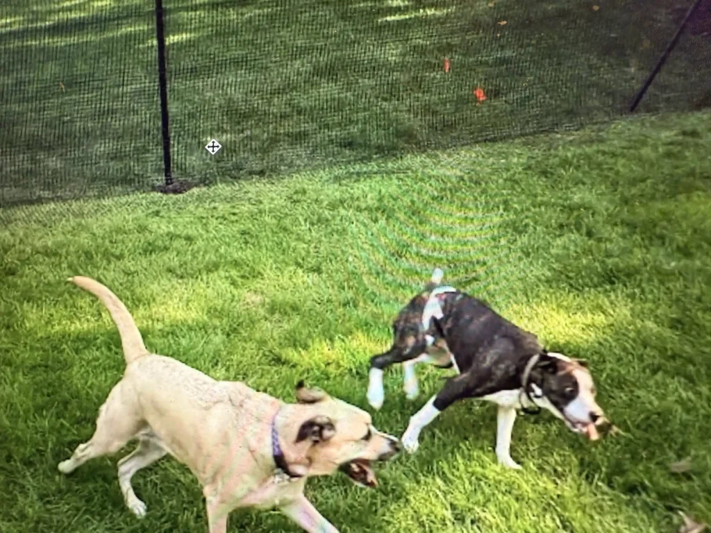 Pet playground Dog Fences