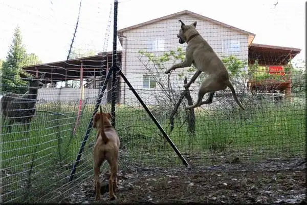 Pet playground Dog Fences
