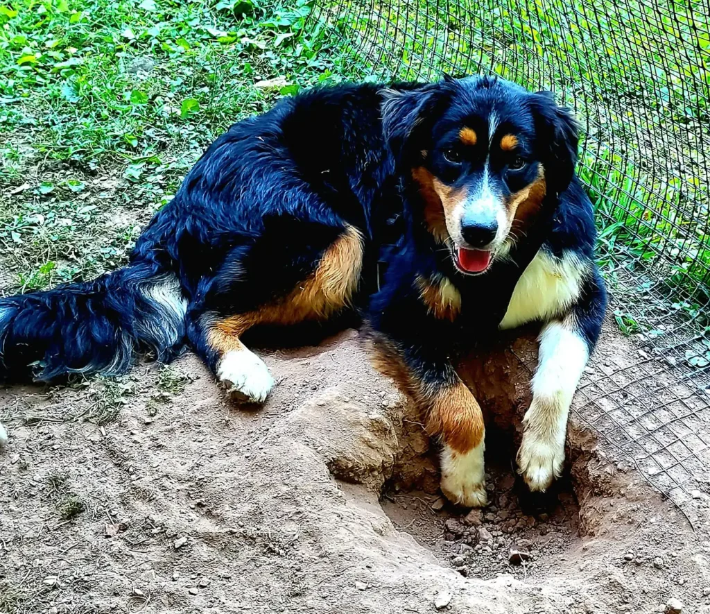 Pet playground Dog Fences