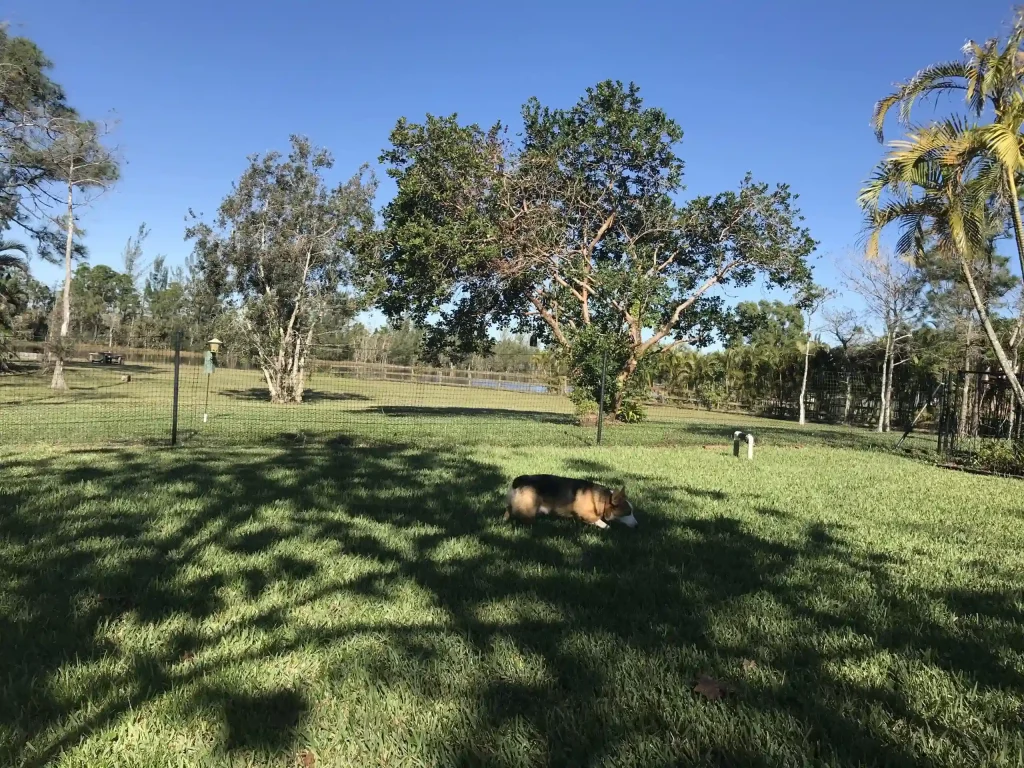 Pet playground Dog Fences