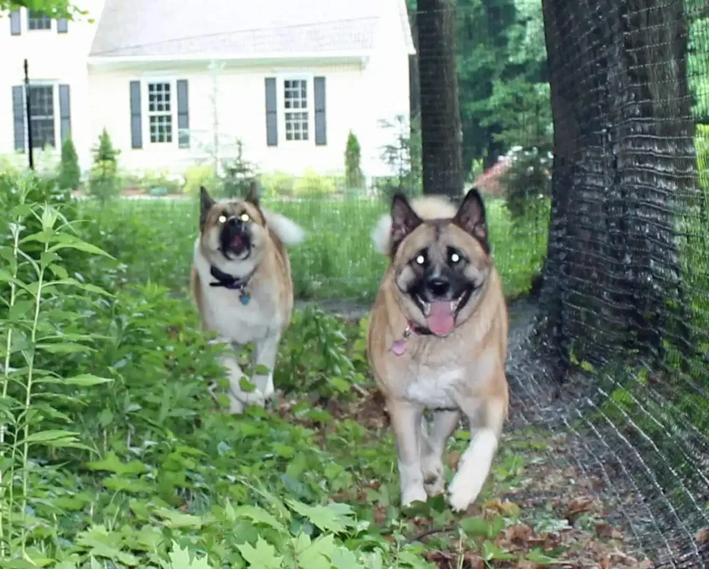 Pet playground Dog Fences