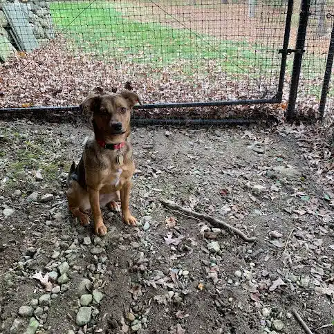 Pet playground Dog Fences