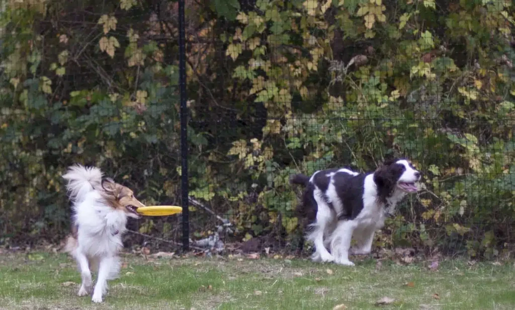 Pet playground Dog Fences