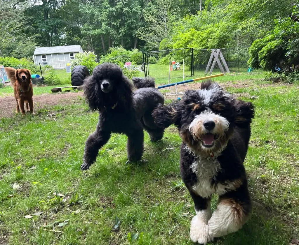 Pet playground Dog Fences