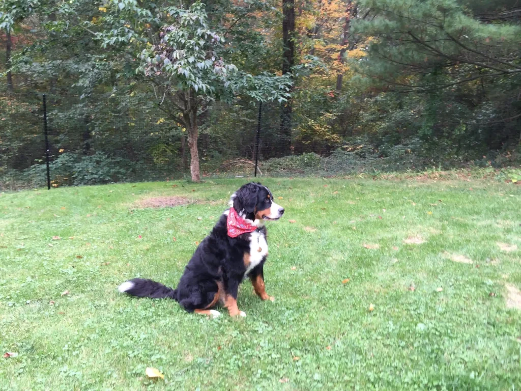 Pet playground Dog Fences