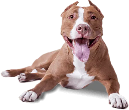 petplaygrounds dog_sitting